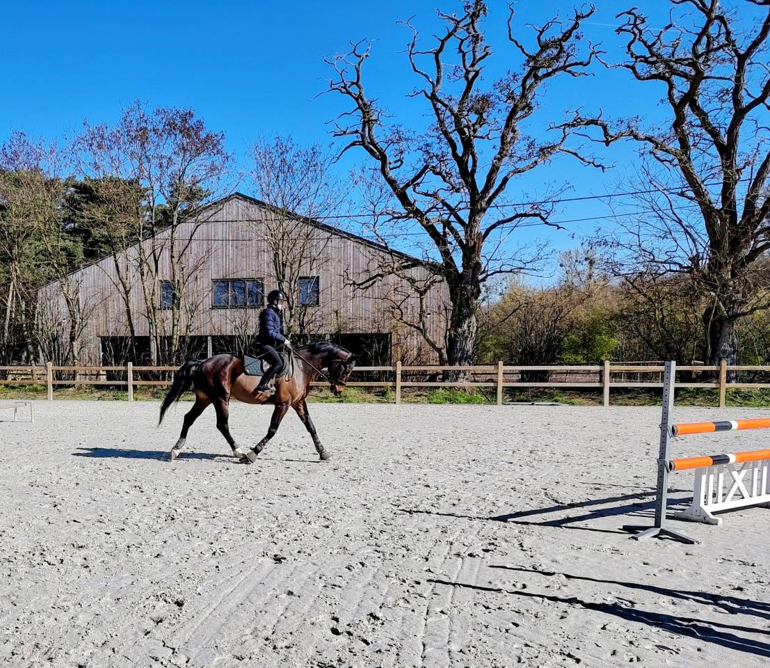 Castrone sBs Cavallo da Sport Belgio In vendita 2018 Baio