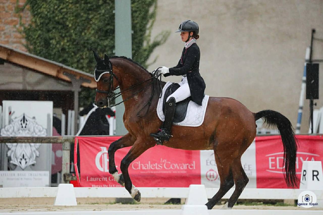 Castrone BWP Cavallo da Sangue Belgio In vendita 2011 Baio