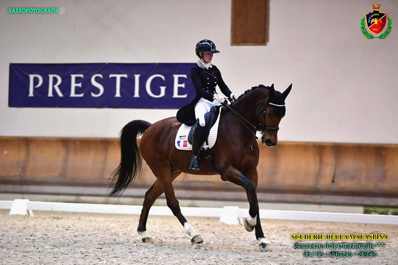 Castrone BWP Cavallo da Sangue Belgio In vendita 2011 Baio