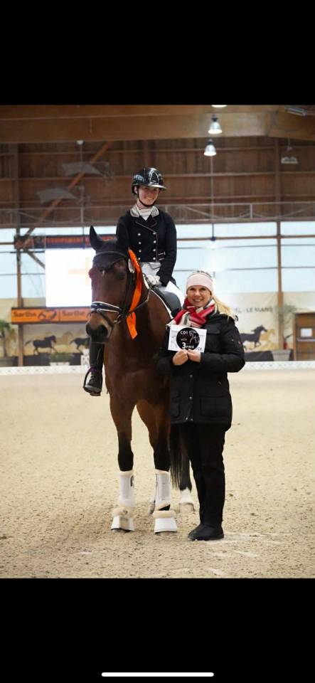 Castrone BWP Cavallo da Sangue Belgio In vendita 2011 Baio