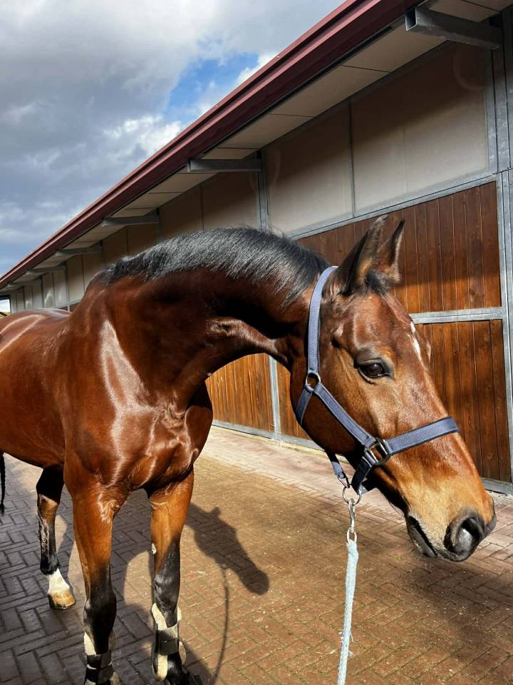 Castrone BWP Cavallo da Sangue Belgio In vendita 2011 Baio