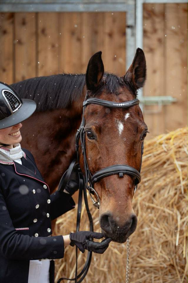 Castrone BWP Cavallo da Sangue Belgio In vendita 2011 Baio