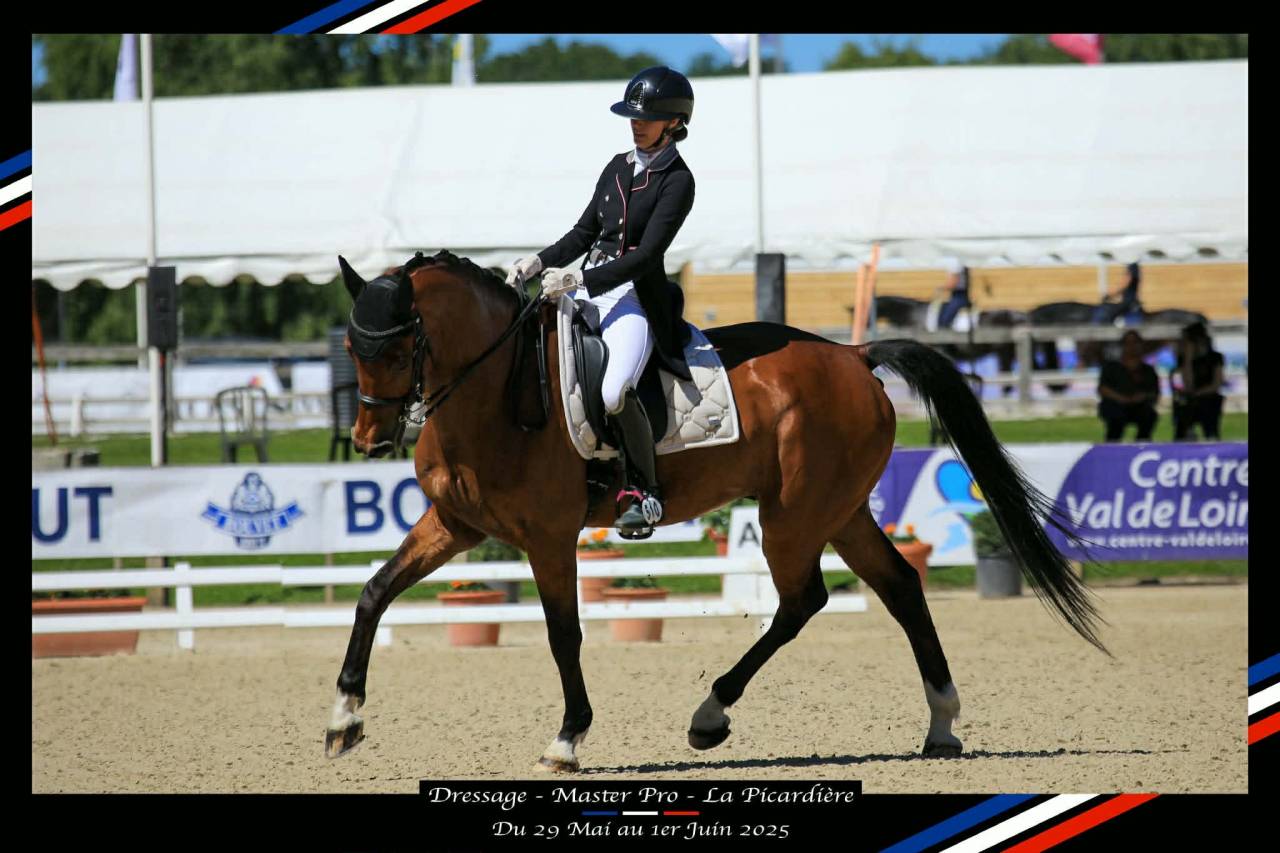 Castrone BWP Cavallo da Sangue Belgio In vendita 2011 Baio