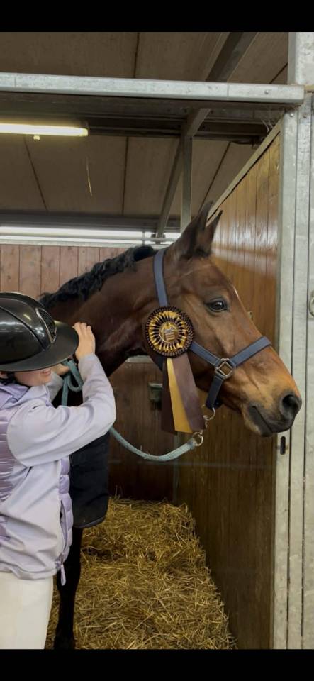 Castrone BWP Cavallo da Sangue Belgio In vendita 2011 Baio