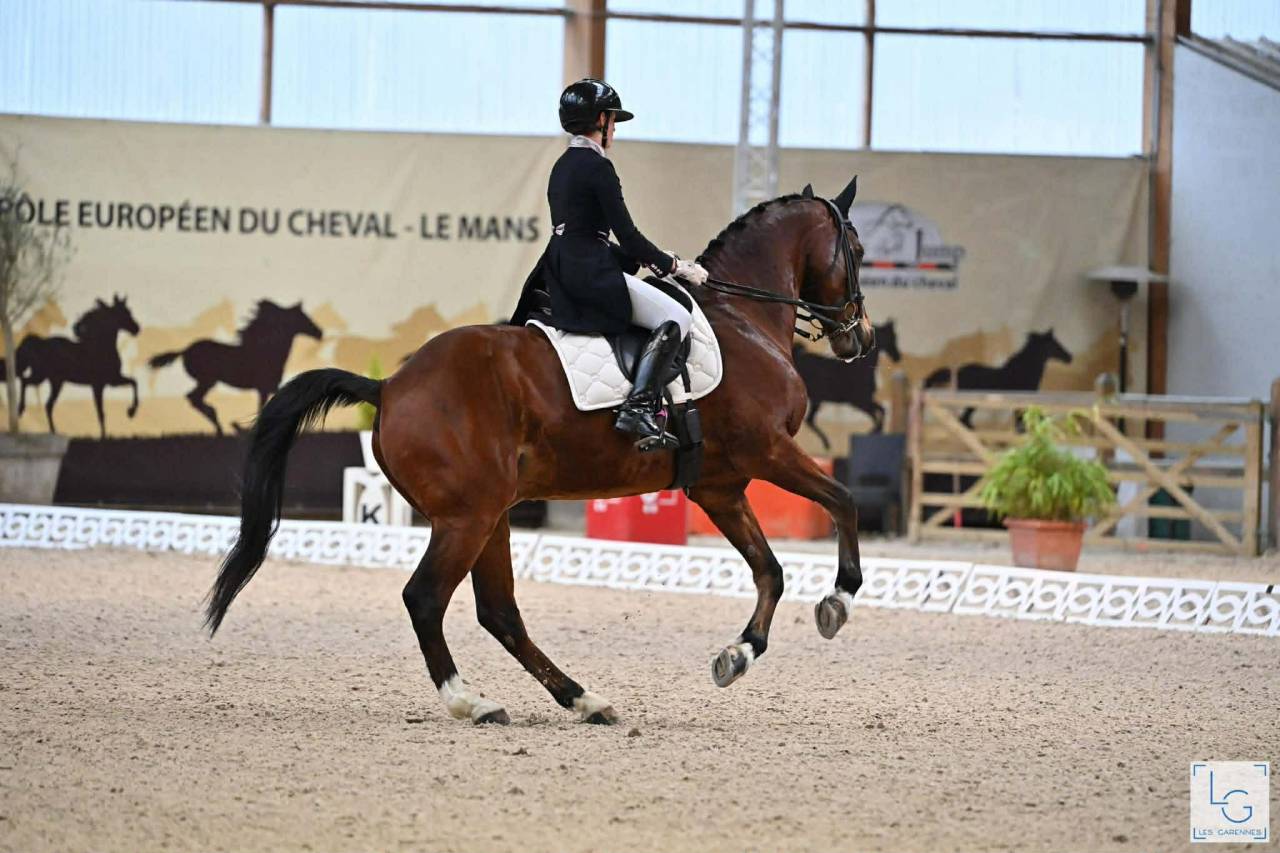 Castrone BWP Cavallo da Sangue Belgio In vendita 2011 Baio