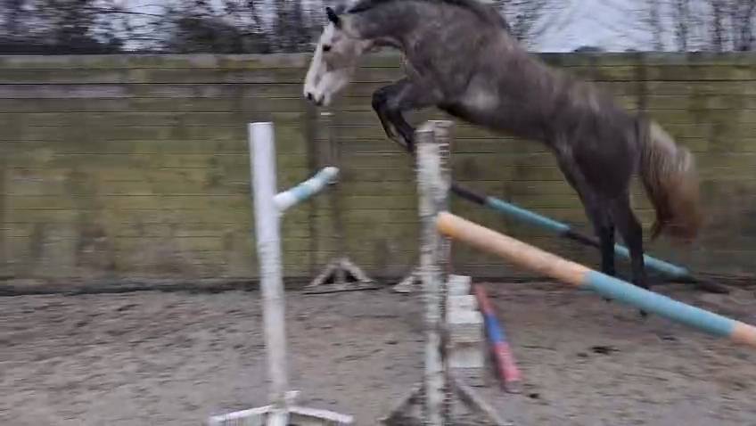 Castrone Cavallo da Sella In vendita 2021 Grigio ,  CAP KENNEDY