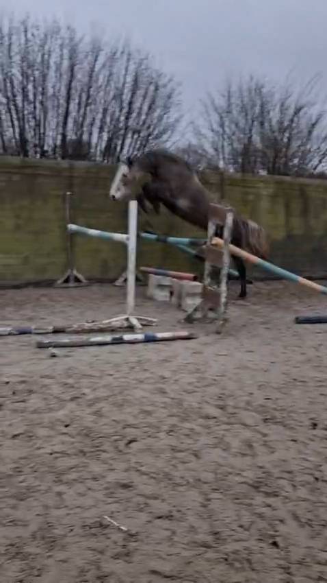 Castrone Cavallo da Sella In vendita 2021 Grigio ,  CAP KENNEDY