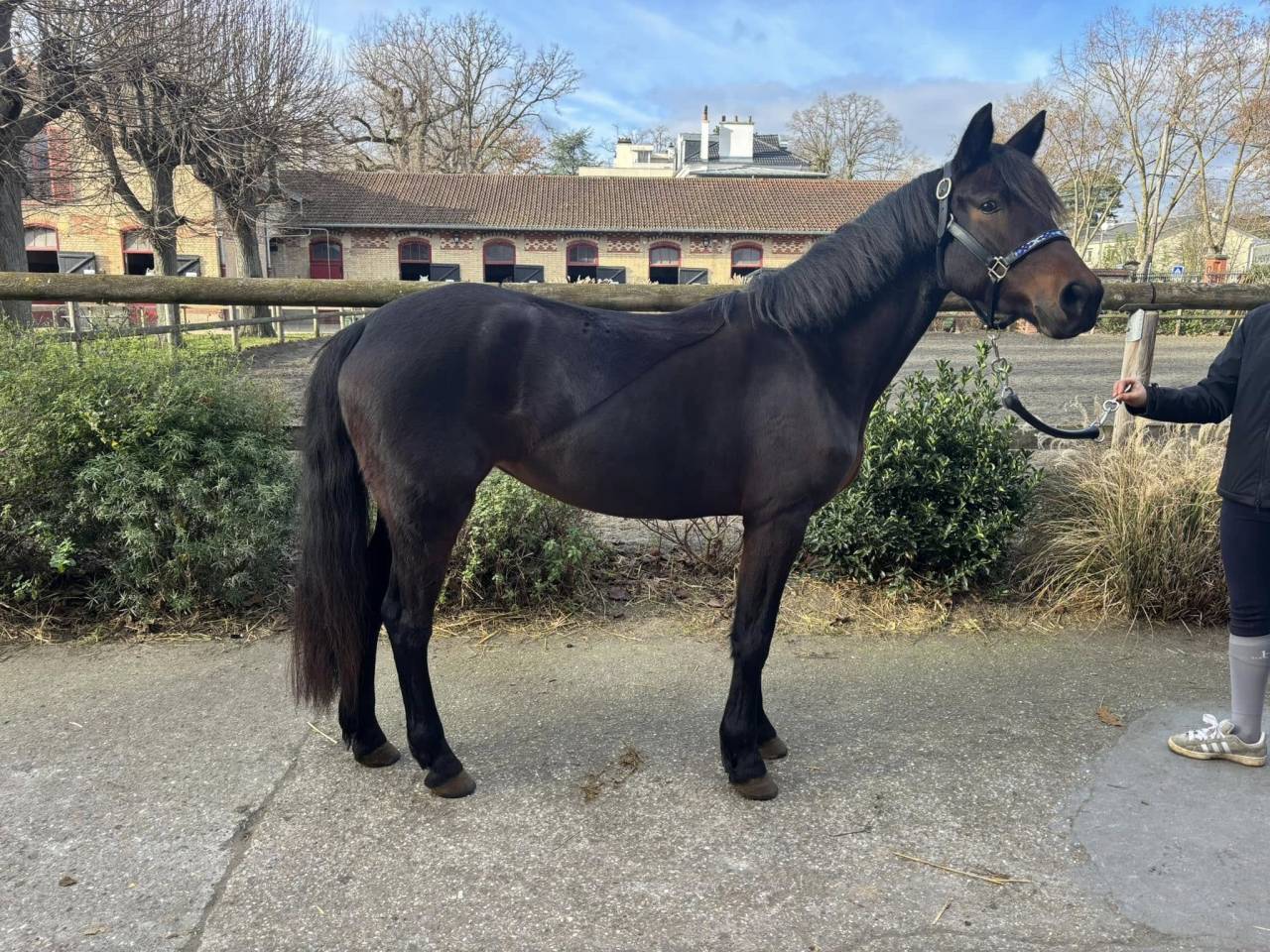 Cavalla New Forest In vendita 2021 Baio ,  Birkilds Balboa