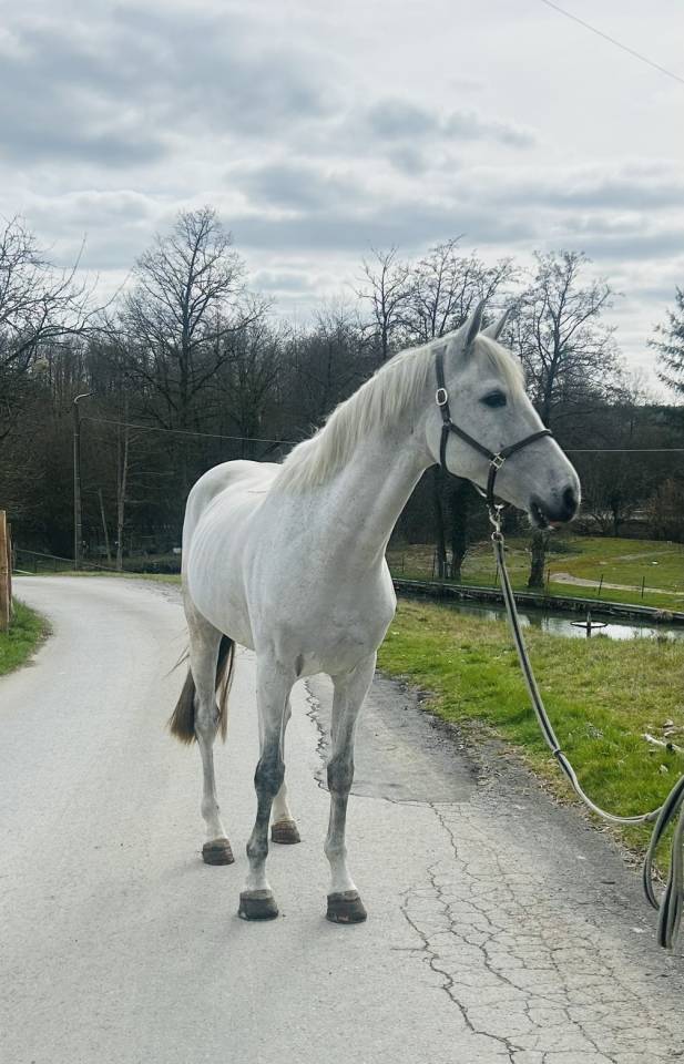 Castrone Altre Razze di Cavalli In vendita 2019 Sauro