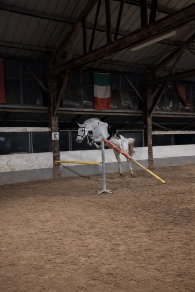 Castrone Altre Razze di Cavalli In vendita 2019 Sauro