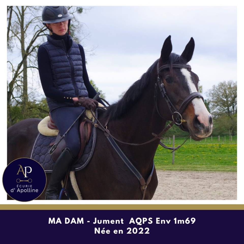 Cavalla AQPS In vendita 2022 Baio