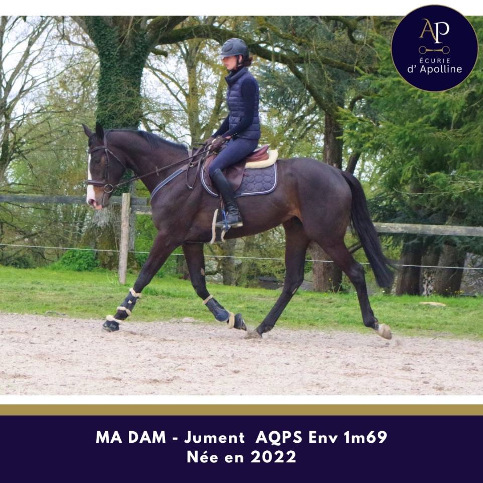 Cavalla AQPS In vendita 2022 Baio