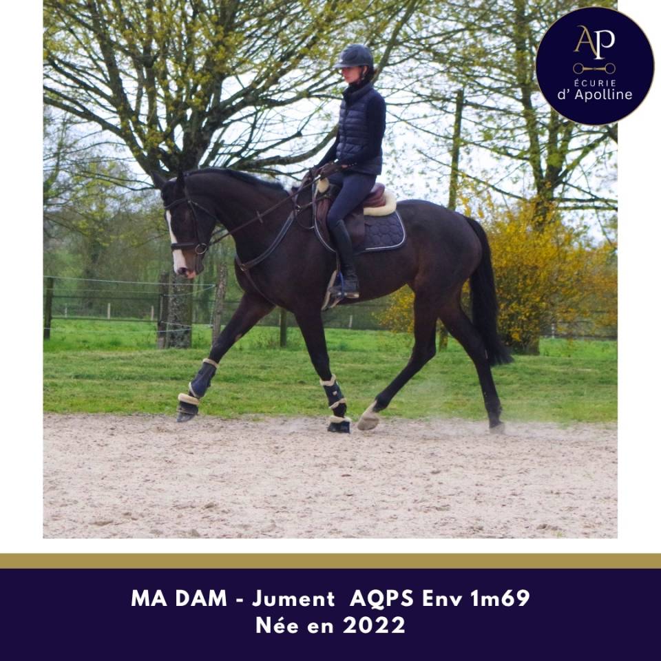 Cavalla AQPS In vendita 2022 Baio