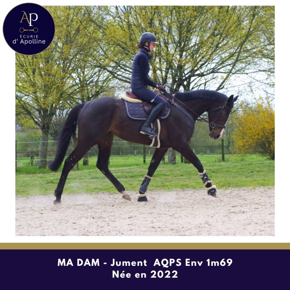 Cavalla AQPS In vendita 2022 Baio