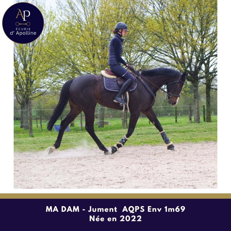 Cavalla AQPS In vendita 2022 Baio