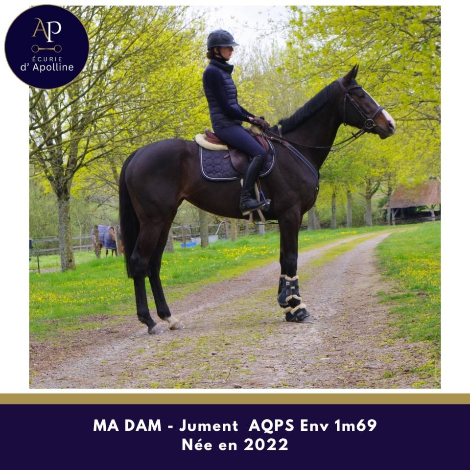 Cavalla AQPS In vendita 2022 Baio