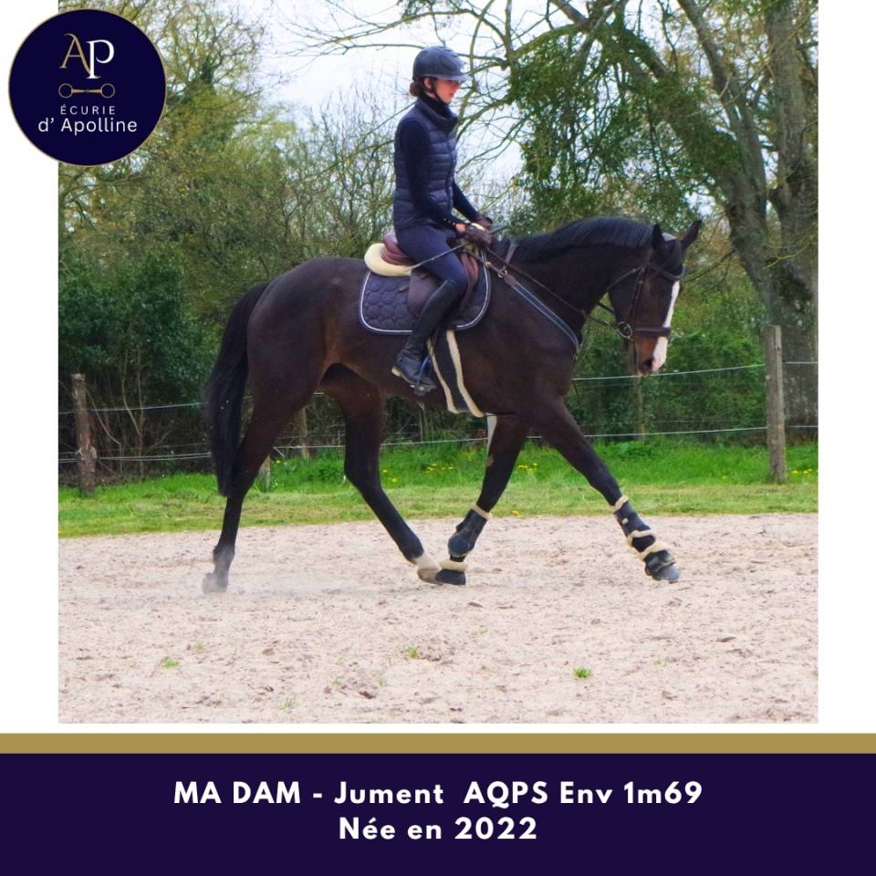 Cavalla AQPS In vendita 2022 Baio