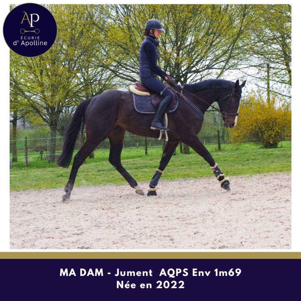 Cavalla AQPS In vendita 2022 Baio