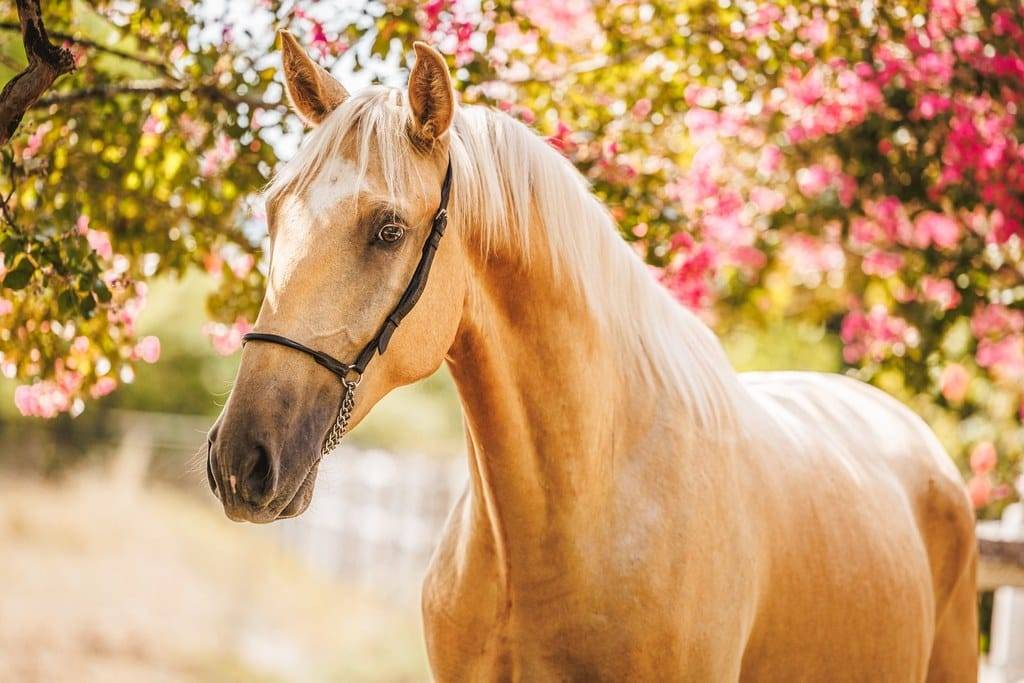 Castrone Lusitano In vendita 2023 Palomino