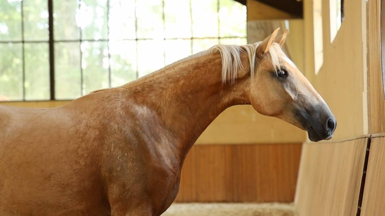 Castrone Lusitano In vendita 2023 Palomino