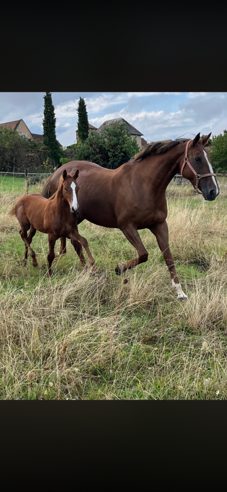 Cavalla Sella Francese In vendita 2010 Sauro brul&eacute; ,  Nippon d&rsquo;elle