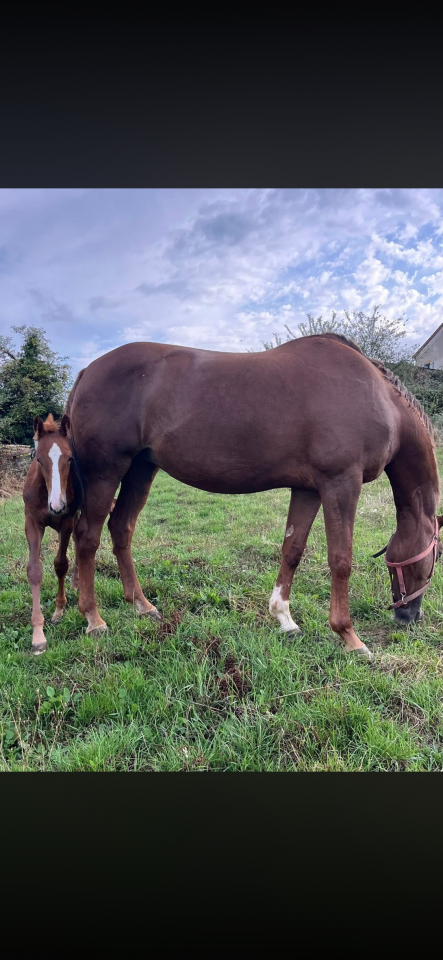 Cavalla Sella Francese In vendita 2010 Sauro brul&eacute; ,  Nippon d&rsquo;elle