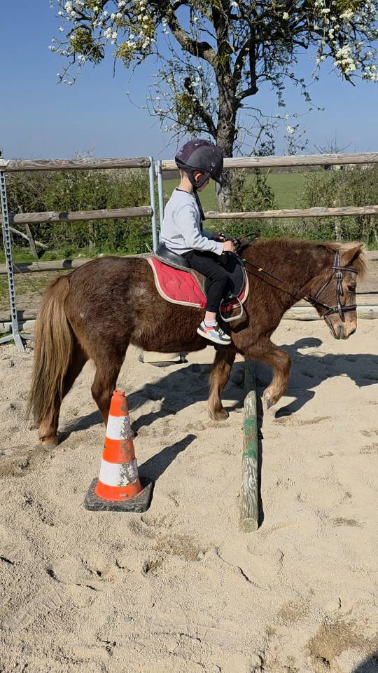 Cavalla Origine Non Constatata In vendita 2025 Sauro