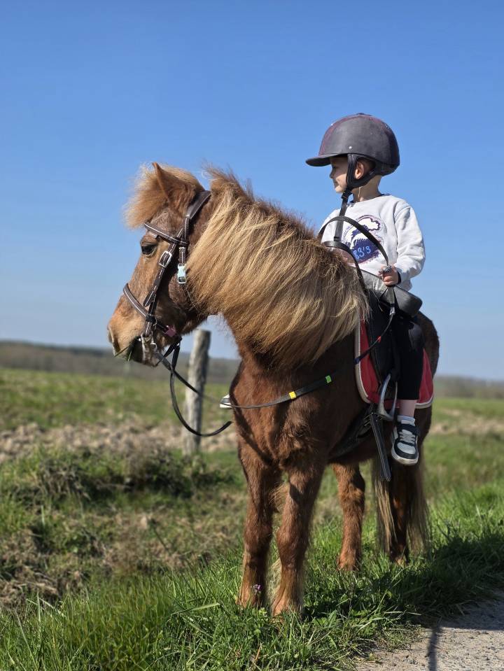 Cavalla Origine Non Constatata In vendita 2025 Sauro