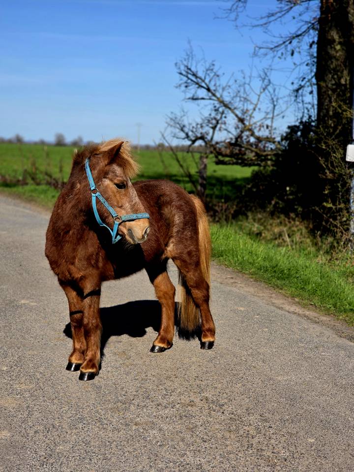 Cavalla Origine Non Constatata In vendita 2025 Sauro