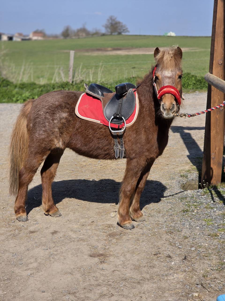 Cavalla Origine Non Constatata In vendita 2025 Sauro