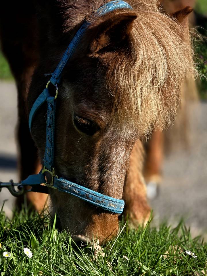 Cavalla Origine Non Constatata In vendita 2025 Sauro