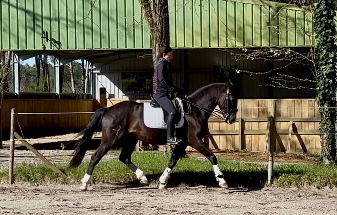 Castrone Origine Non Constatata In vendita 2018 Nero