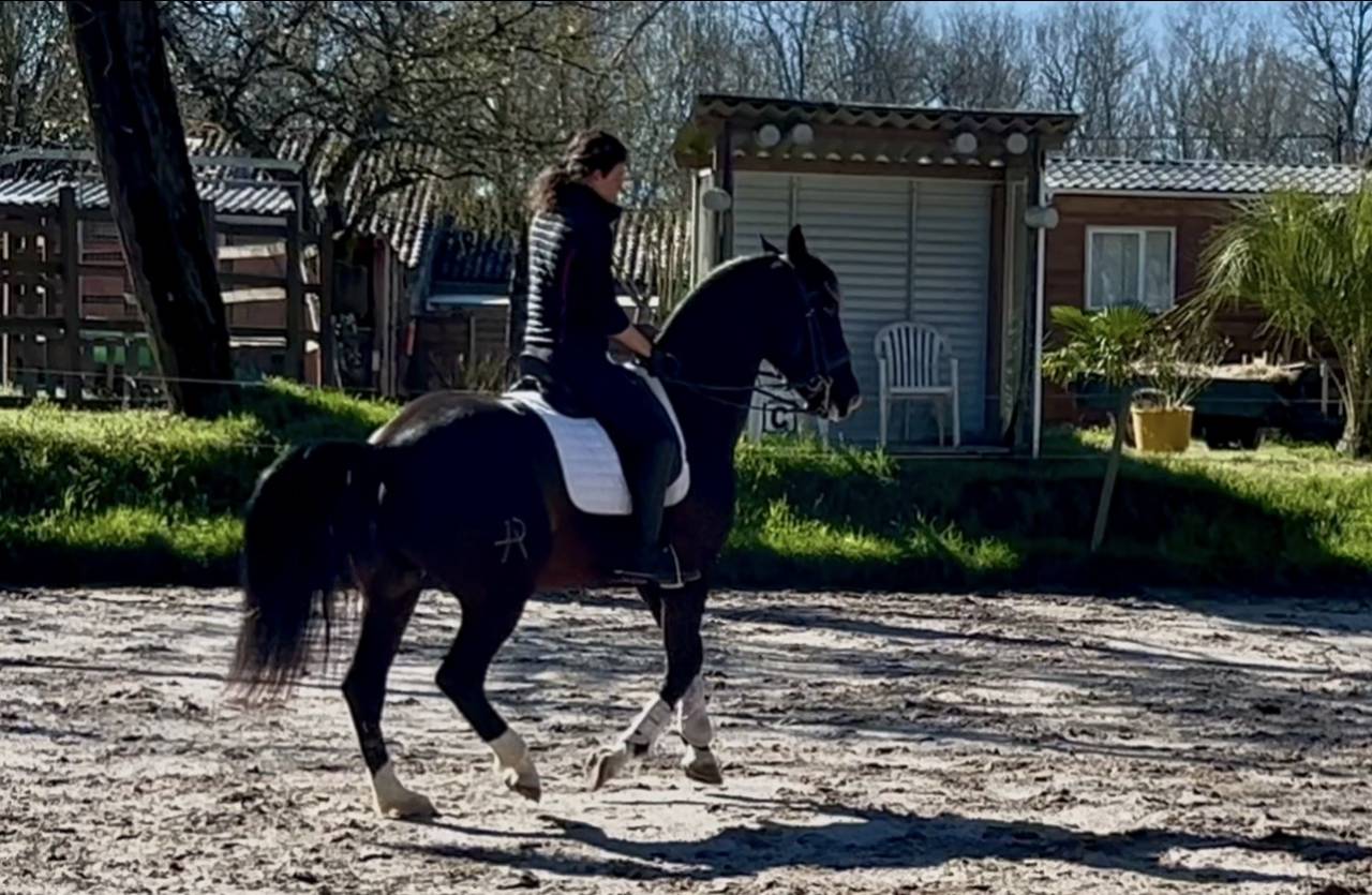 Castrone Origine Non Constatata In vendita 2018 Nero