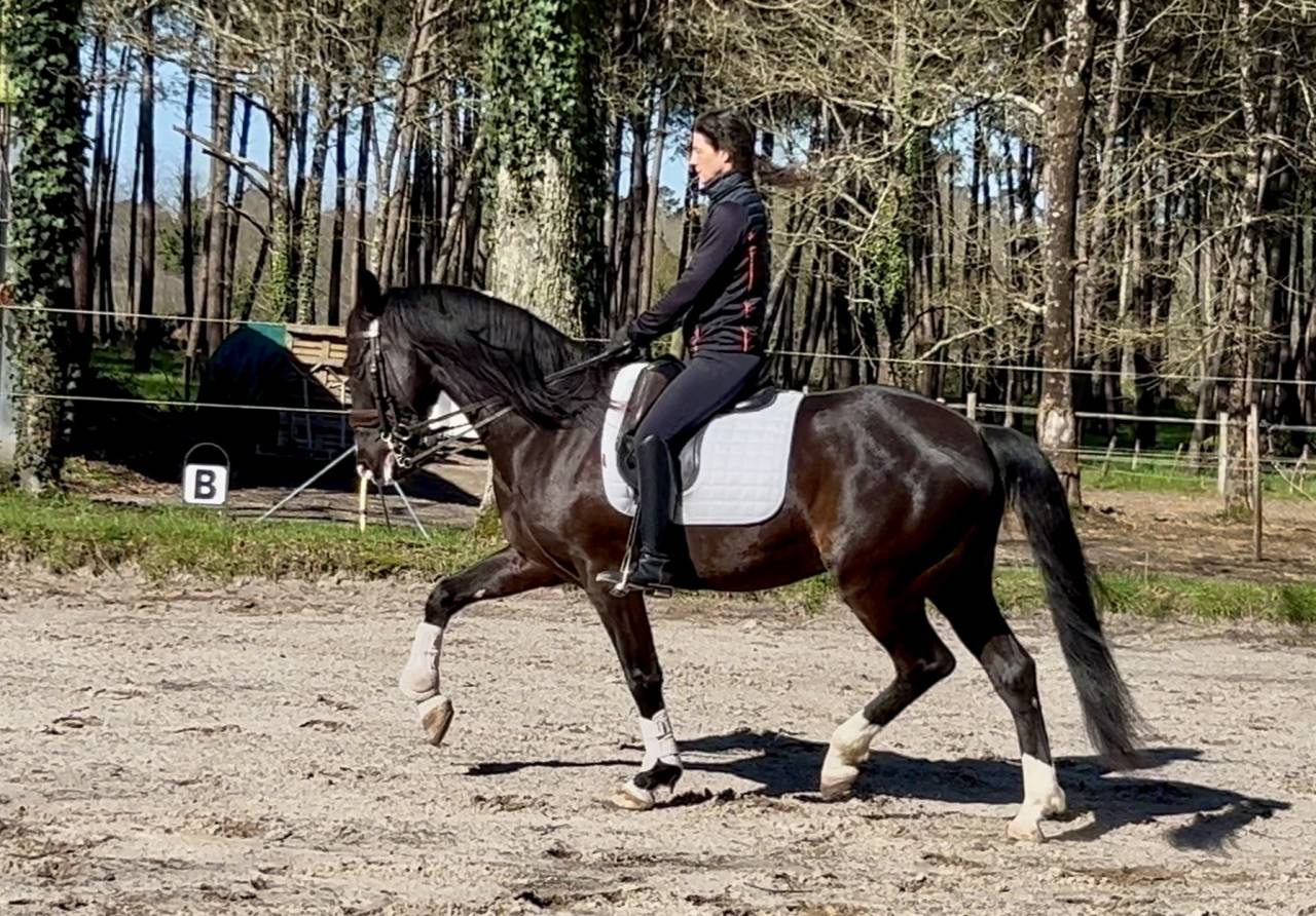 Castrone Origine Non Constatata In vendita 2018 Nero