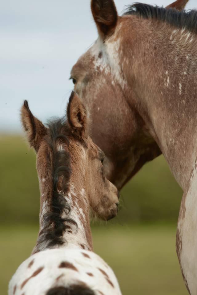 Puledro Nez Perc&eacute;s In vendita 2026 Appaloosa ,  SHKARA IZLAYON
