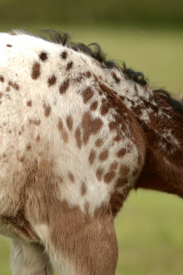 Puledro Nez Perc&eacute;s In vendita 2026 Appaloosa ,  SHKARA IZLAYON