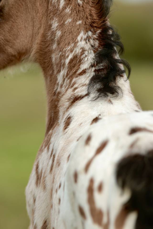 Puledro Nez Perc&eacute;s In vendita 2026 Appaloosa ,  SHKARA IZLAYON