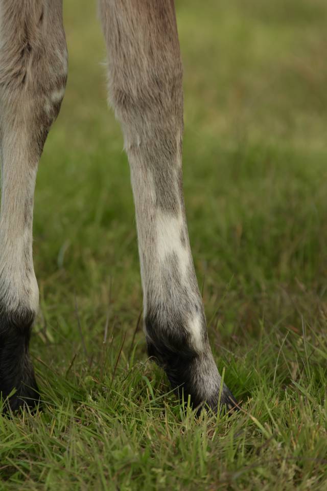 Puledro Nez Perc&eacute;s In vendita 2026 Appaloosa ,  SHKARA IZLAYON