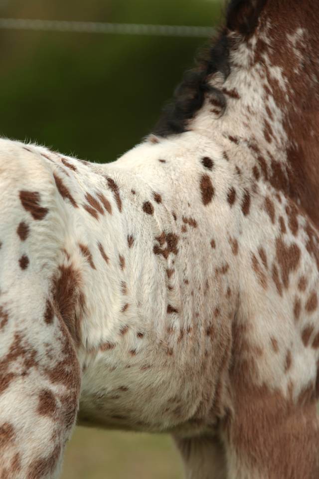 Puledro Nez Perc&eacute;s In vendita 2026 Appaloosa ,  SHKARA IZLAYON