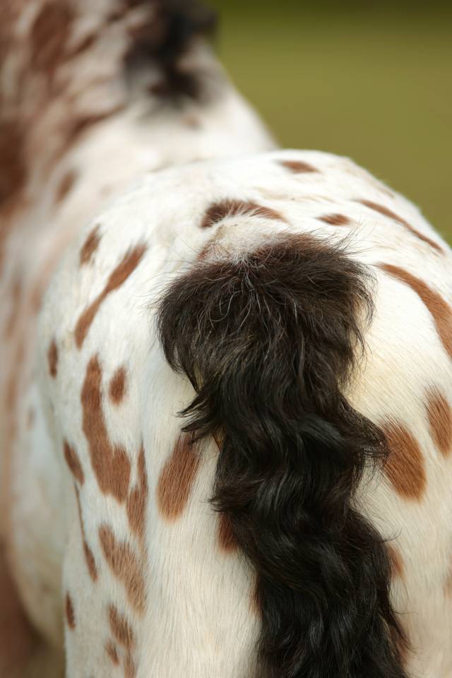 Puledro Nez Perc&eacute;s In vendita 2026 Appaloosa ,  SHKARA IZLAYON