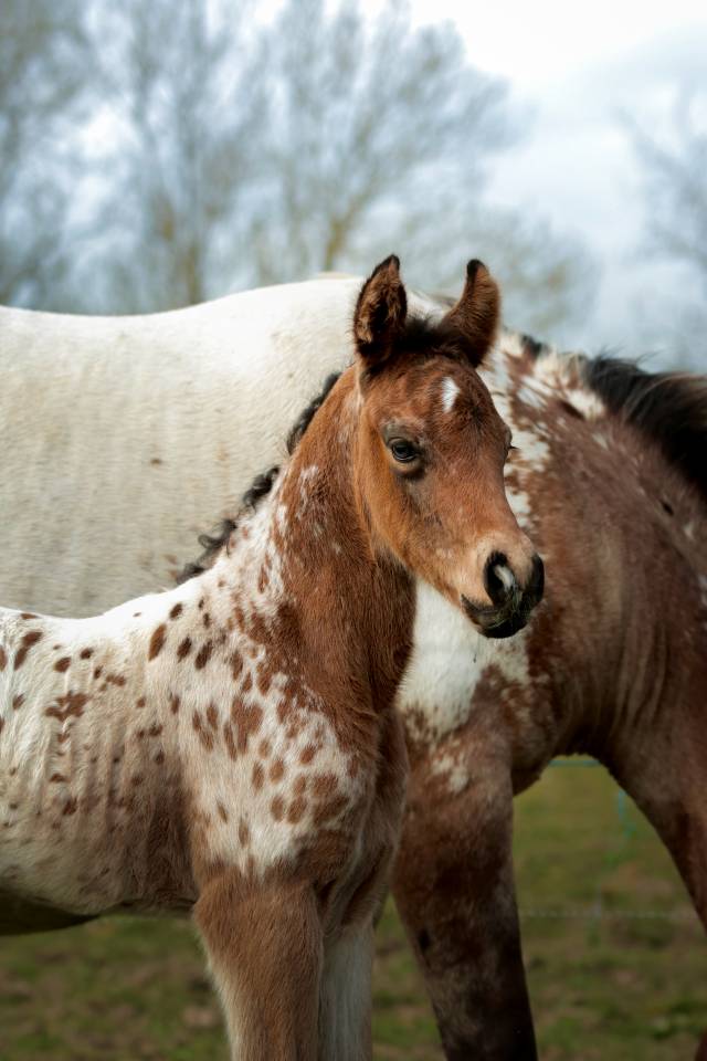 Puledro Nez Perc&eacute;s In vendita 2026 Appaloosa ,  SHKARA IZLAYON