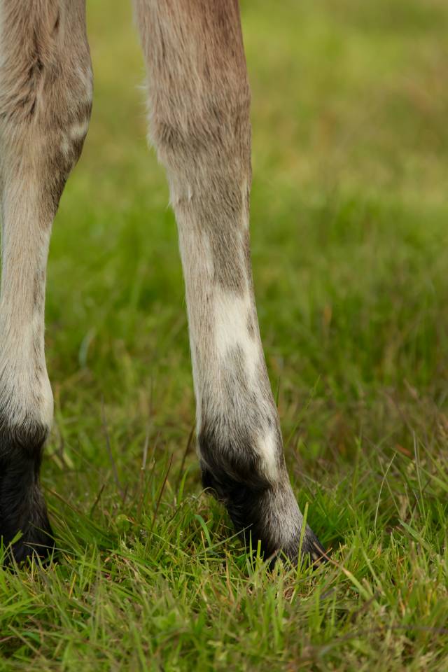 Puledro Nez Perc&eacute;s In vendita 2026 Appaloosa ,  SHKARA IZLAYON