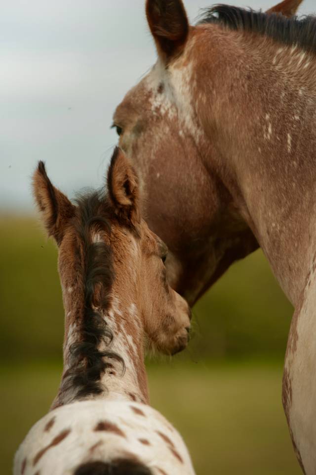 Puledro Nez Perc&eacute;s In vendita 2026 Appaloosa ,  SHKARA IZLAYON