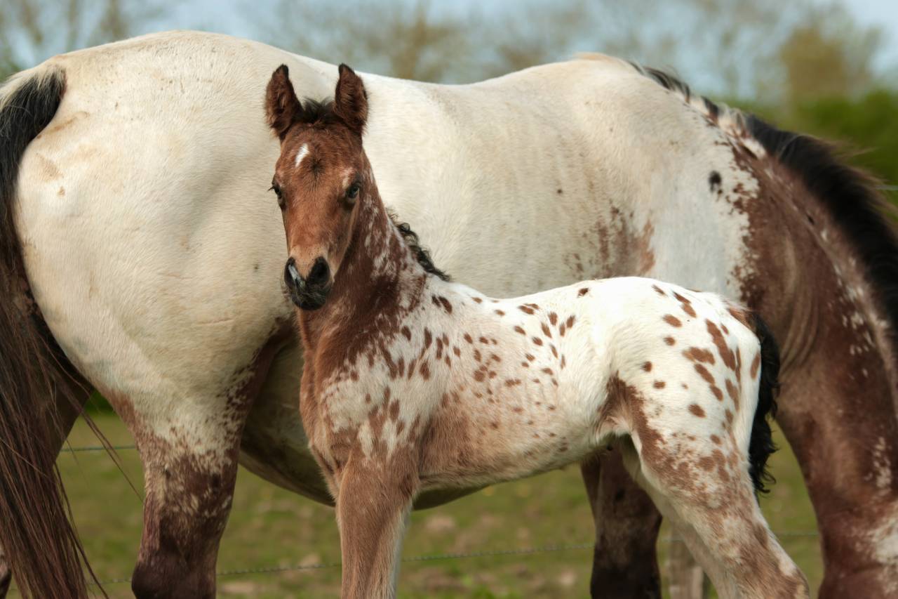 Puledro Nez Perc&eacute;s In vendita 2026 Appaloosa ,  SHKARA IZLAYON