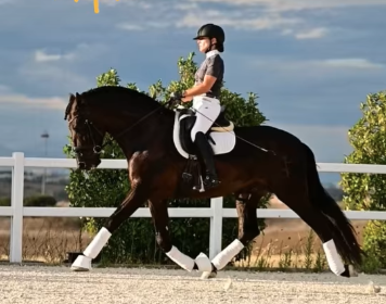 Puledra PRE Andaluso In vendita 2026 Nero ,  MONJE II