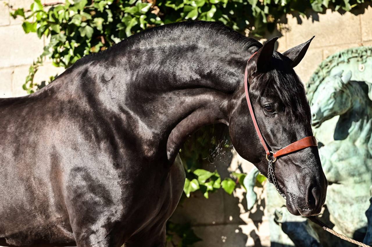Puledra PRE Andaluso In vendita 2026 Nero ,  MONJE II