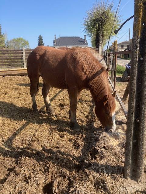 Puledra Tiro Breton In vendita 2025 Sauro ,  USBEK DE KERFOURDAN, BR