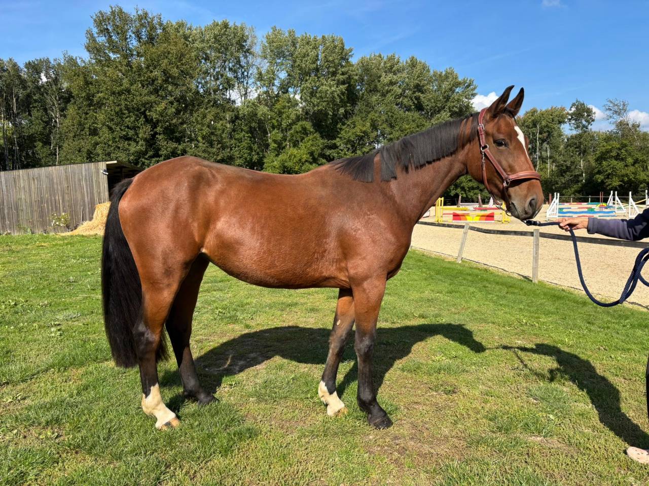 Cavalla Sella Francese In vendita 2022 Baio