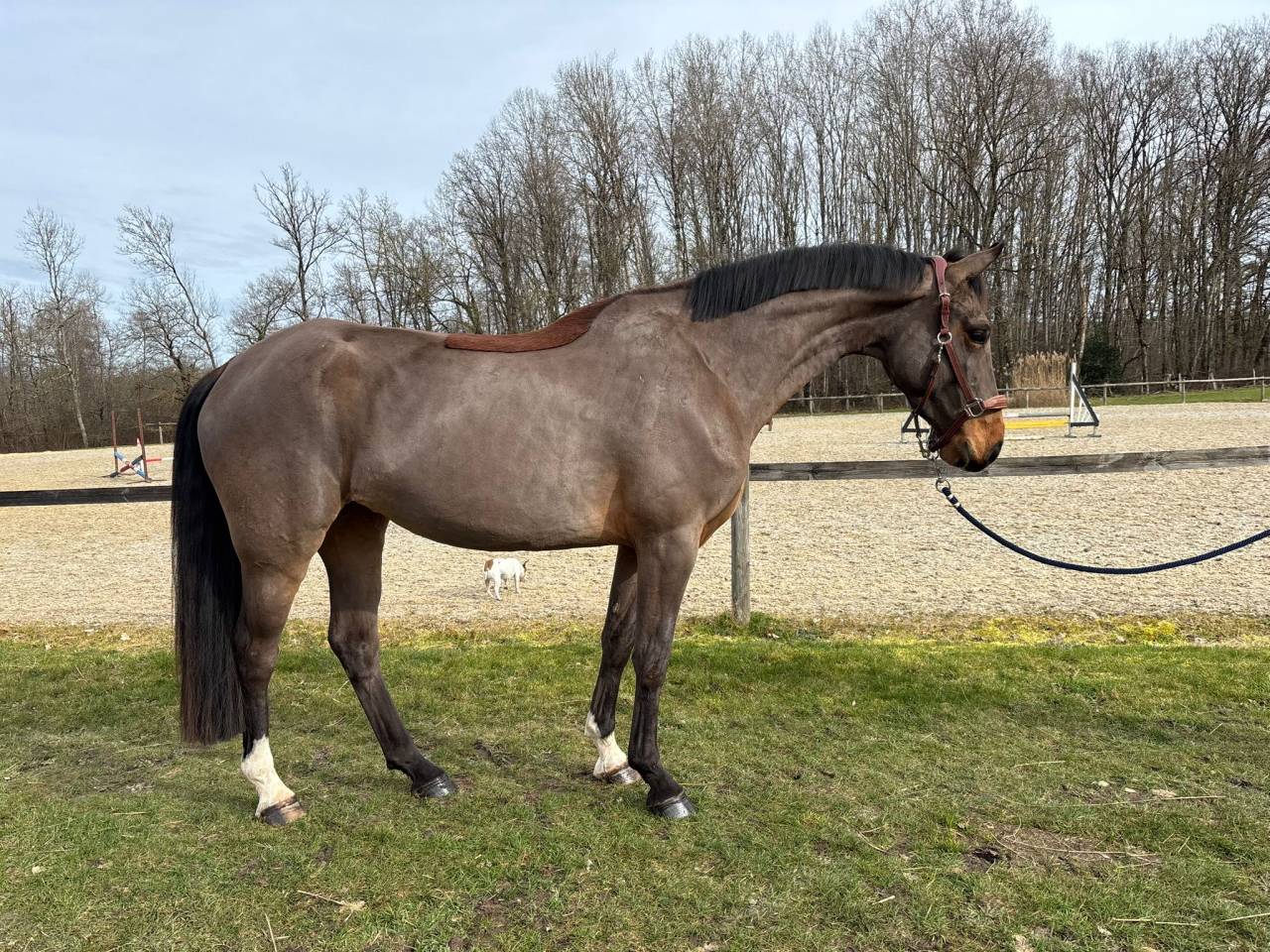 Cavalla Sella Francese In vendita 2022 Baio