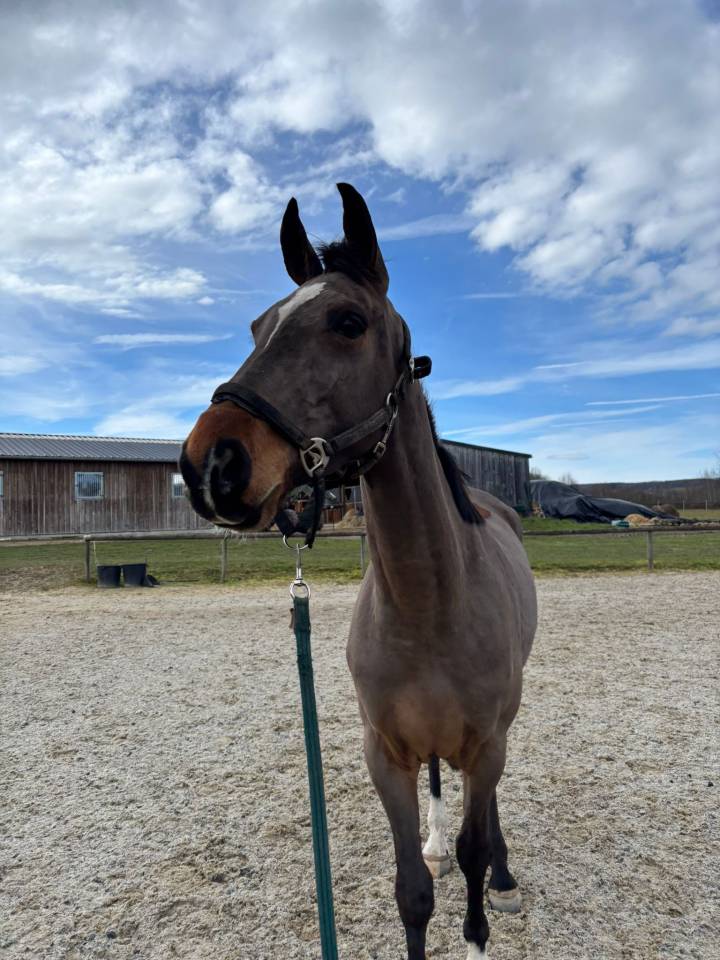 Cavalla Sella Francese In vendita 2022 Baio